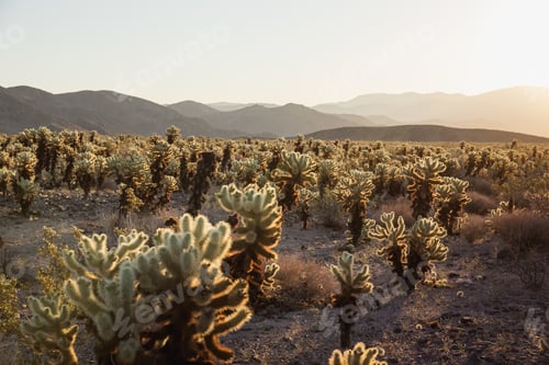 Preview: Stunning desert landscape view of Joshua Tree National Park in southern California at sunset