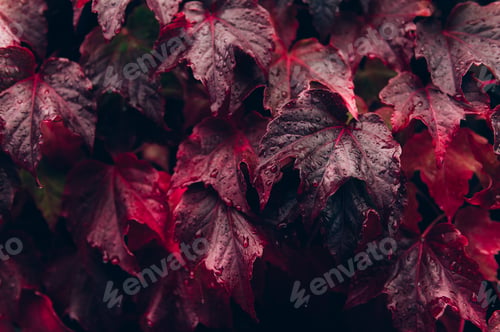 Preview: Ivy leaves, autumn background concept