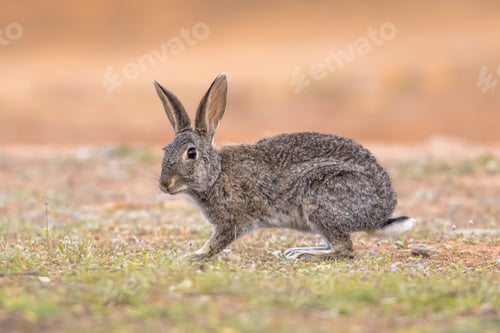 Preview: Wild European Rabbit looking at Camera