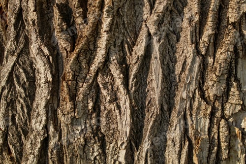 Preview: Deeply cracked bark of an old poplar of gray and brown shades