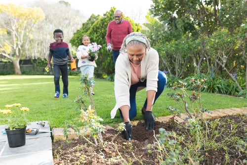 Preview: Happy african american grandparents and grandchildren planting plants in sunny garden