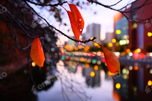 Preview: Close-up shot of brown tree leaves at sunset