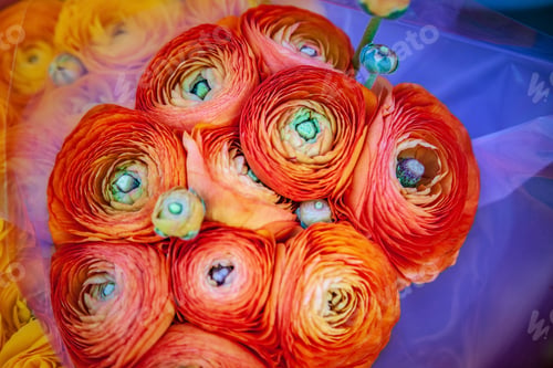 Preview: close up view of beautiful red ranunculus flowers