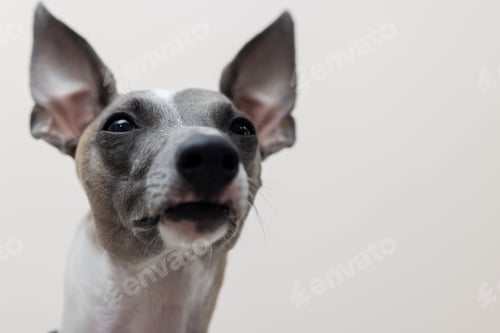 Preview: The muzzle of a whippet dog looking into the camera, close-up