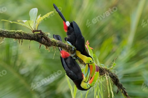 Preview: toucan, bird, colours, tropics