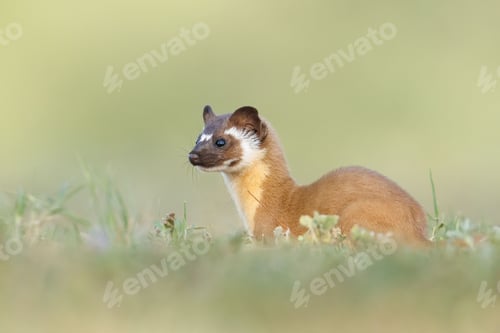 Preview: Adorable Long tailed weasel (Neogale frenata) in a natural area