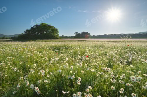 Preview: Daisy meadow at day.