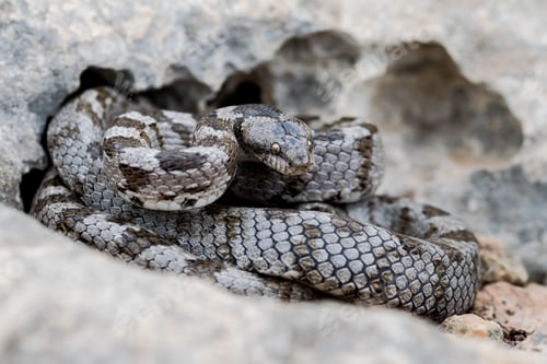 Preview: A detail shot of European Cat snake (Telescopus fallax) or Soosan Snake, on the island of Malta.