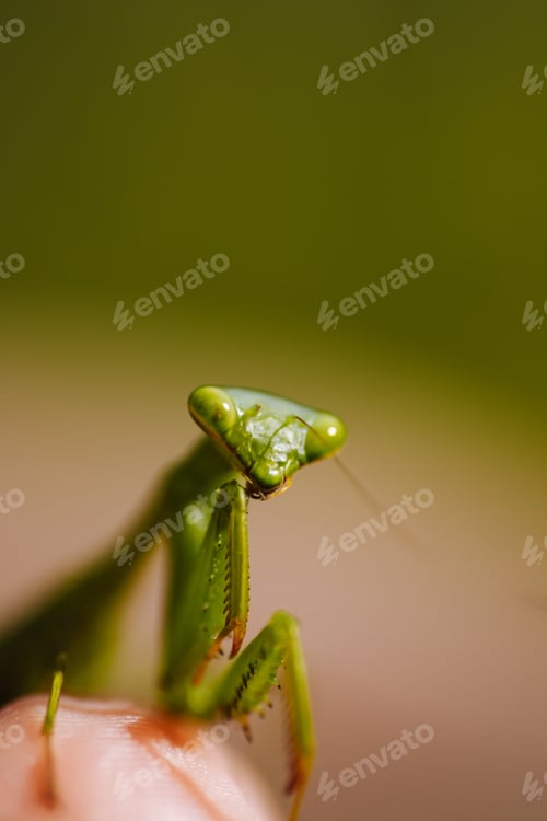 Preview: Praying mantis