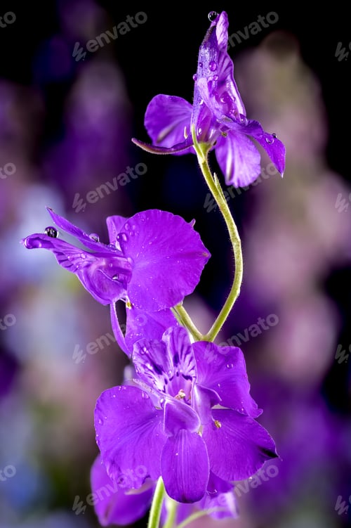 Preview: Blooming purple delphinium on a black background