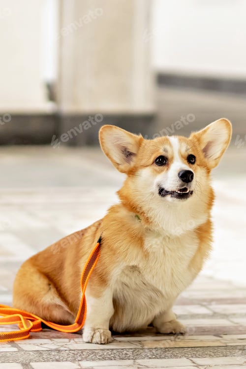 Preview: A red-haired corgi dog on a walk