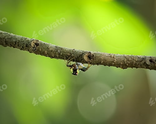Preview: Spider Hanging Upside Down on a Branch