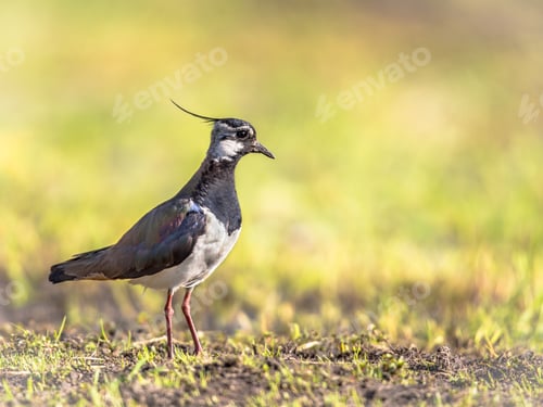 Preview: Northern Lapwing standing in meadow