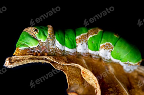 Preview: green caterpillar butterfly with old leaf on black background .