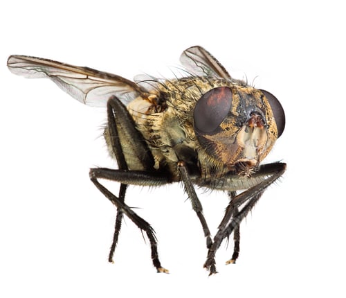 Preview: Fly close up