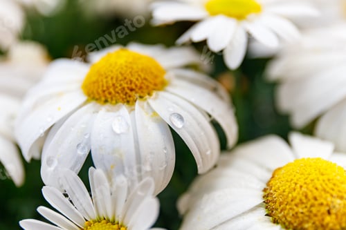 Preview: white garden daisies on a balcony