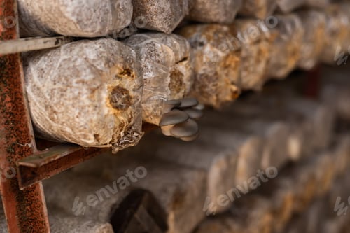 Preview: Mushrooms Growing In Plastic Bag At A Farm In Nantou, Taiwan