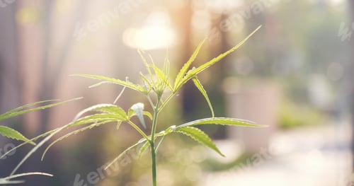 Preview: CBC, THC herb agriculture Weed leaf Drug, medicine healthcare concept