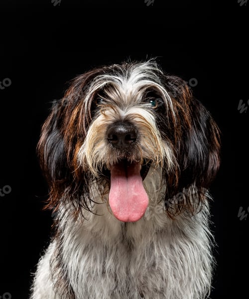 Preview: A happy dog with a shaggy coat poses against a dark background during a studio photoshoot