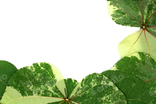 Preview: Green leaves pattern on white background. Flat lay