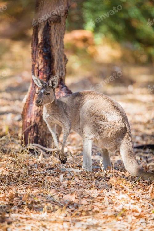 Preview: Kangaroo eating grass