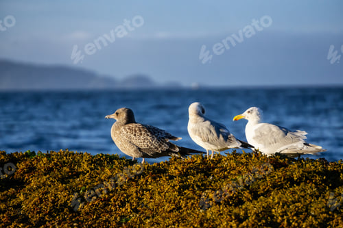 Preview: Birds on a rocky shore during a sunny summer evening