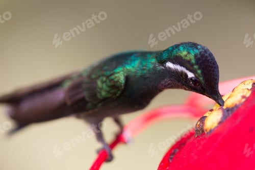 Preview: Hummingbird in Costa Rica