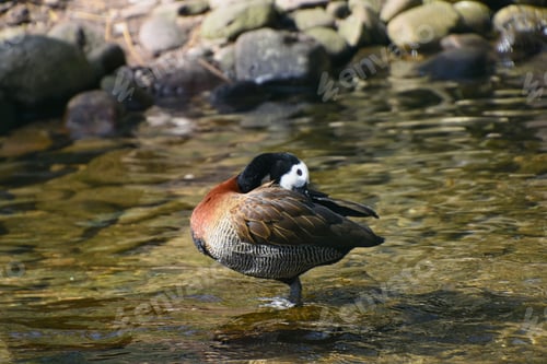 Preview: Duck standing in a shallow body of water near a cluster of rocks and lush green waterweed