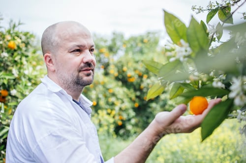 Preview: Man in white shirt holds ripe orange while standing in citrus orchard surrounded by green foliage