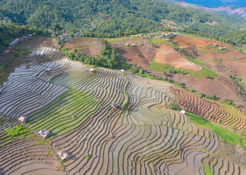 Preview: Fresh paddy rice, green agricultural field in countryside or rural area in Asia. Nature landscape.