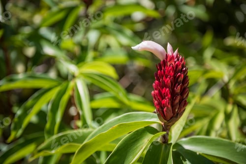 Preview: Red Ginger (aka Ostrich Plume, Alpinia purpurata), Andasibe, Alaotra-Mangoro Region, Eastern Madagas