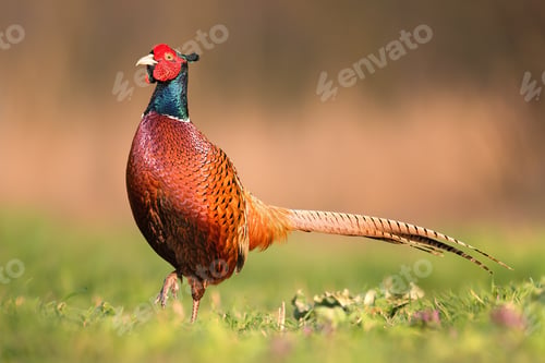 Preview: Male common pheasant, phasianus colchicus, in spring evening light