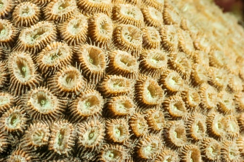 Preview: Close up of brain coral texture with copy space in the Maldives ocean