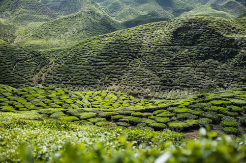 Preview: Tea plantation in the mountains