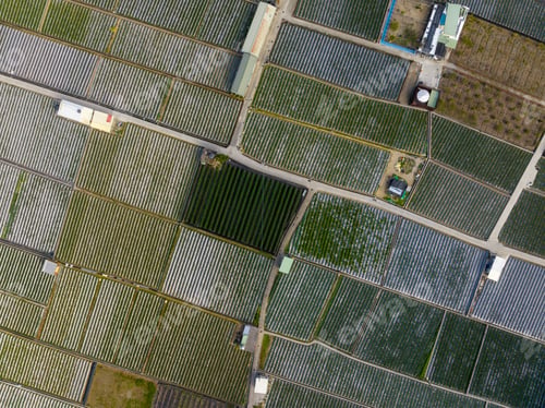 Preview: Top view of the strawberry field in Dahu in Miaoli of Taiwan