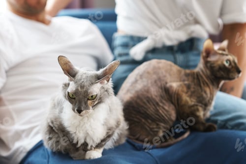 Preview: Two cute cats sitting on their owners hands