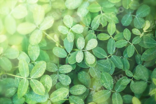 Preview: Green leaves background with design space