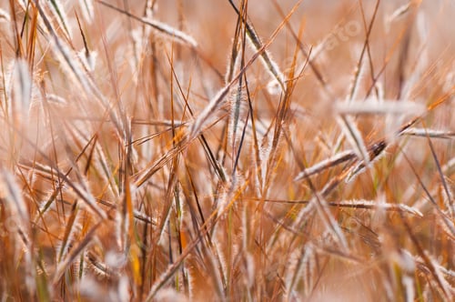 Preview: Fresh green grass with dew drops closeup. Nature Background