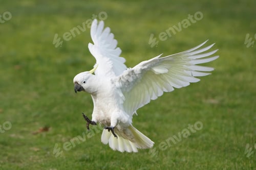 Preview: bird, cockatoo, pet, parrotsss