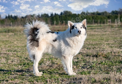 Preview: Yakutian Laika in nature