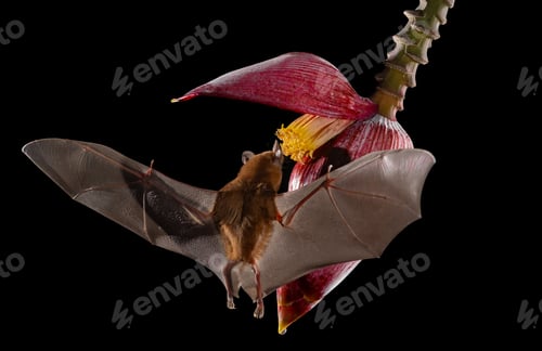 Preview: A Bat Feeding at Night