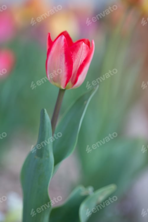 Preview: Single Pink Tulip Bloom