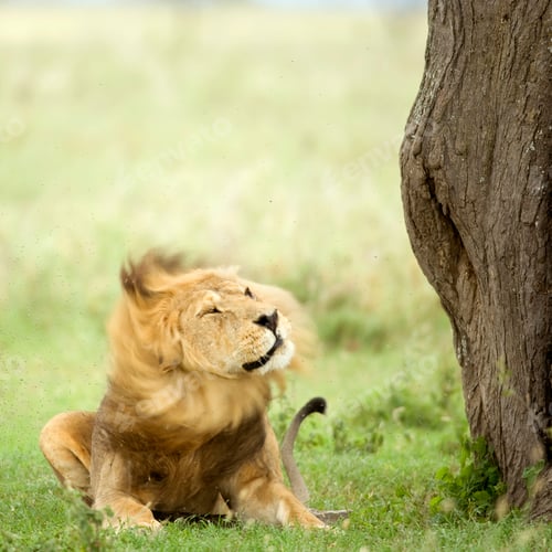 Preview: Lion lying down in the grass in the Serengeti reserve
