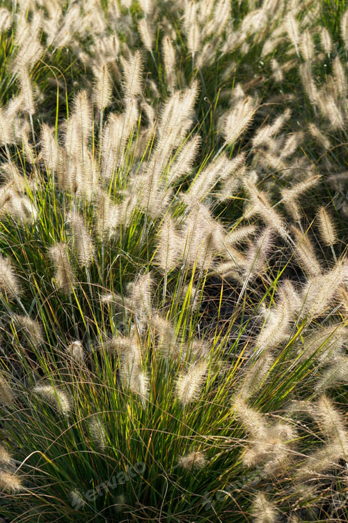 Preview: Green Plant Pennisetum Background Selective Focus Vertical