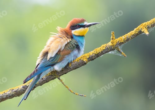 Preview: European bee-eater, merops apiaster. A beautiful bird sits on a branch, spreading its feathers