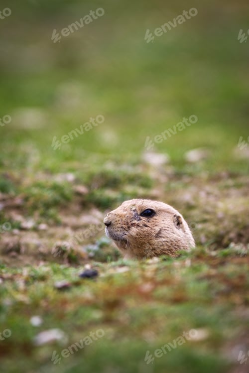 Preview: black tailed prairie dog (Cynomys ludovicianus)
