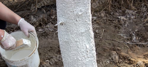 Preview: Girl whitewashing a tree trunk in a spring garden. Whitewash of spring trees