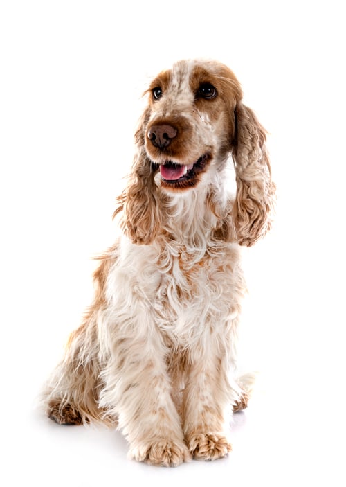 Preview: English Cocker Spaniel