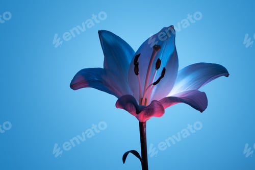 Preview: Fresh lily flower with colorful petals