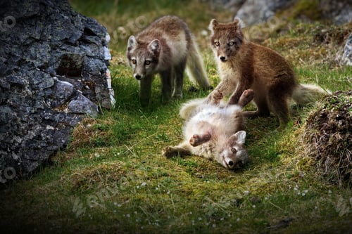 Preview: Group of young foxes playin together on the Svalbard tundra in Norway